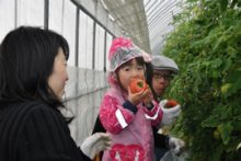 FBS福岡 光樹とまと 「トマト狩り体験」