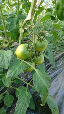 光樹とまと 成長段階