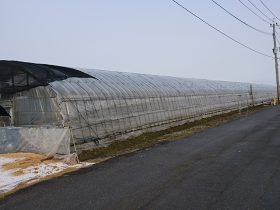 光樹とまと ビニールハウス