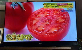 シューイチ まじっすか